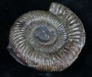 Pyritized Dactylioceras Ammonite - UK #9719-1